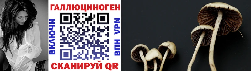 гидра ONION  Рошаль  Псилоцибиновые грибы Cubensis  shop Telegram  где найти наркотики 
